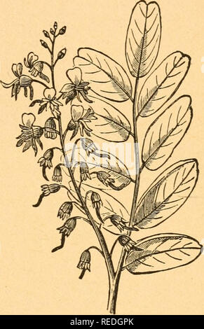 . L erborista completo : o il popolo i propri medici con l'uso della natura di rimedi : descrivendo la grande proprietà curative trovato nel regno di erbe. Materia medica, vegetali.; botanica, medico.; piante medicinali. La completa erboristeria. 167 Giallo PAEILLA (Menispermum Canadense). Nomi comuni. Vite-maple^ Moonseed. Parte MJEDicmAL. La radice. Descrizione.-Questa pianta ha un perenne, orizzontale molto lungo - woody root, di un bel colore giallo. Lo stelo è rotondo e da arrampicata e su un piede di lunghezza. Le foglie sono di forma tondeggiante, cuoriformi, peltate, liscio, glaucous sopra verde, Foto Stock