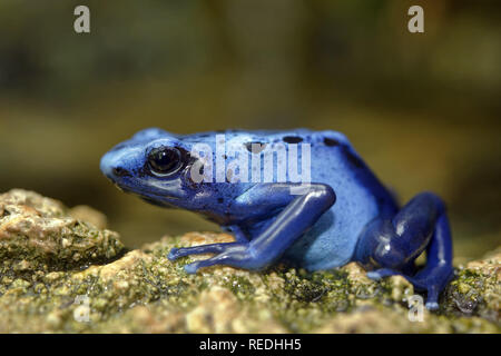 Blue poison dart frog - Dendrobates tinctorius 'azureus' Foto Stock