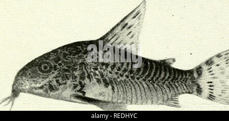 . L'acquario completo prenota; la cura e allevamento di pesci rossi e pesci tropicali. Acquari; Goldfish. Fig. 292. Pimelodella gracilis (leggermente ridotto) in uno dei tanti piccoli catfishes tropicale dal Sud America settentrionale. Ci sono tre coppie di barbi, o "whiskers", due coppie di cui sono estremamente lunghi. Il pesce è uno attivo e, come nuota circa l'acquario, la linea nera contro fianchi argentei produce un sorprendente e piacevole effetto. Come altri catfishes, è facilmente alimentato. Abitudini di allevamento sconosciuto.. L Fig. 293. Corydoras undulatus o pesce gatto corazzato (dimensione di vita) Somet Foto Stock