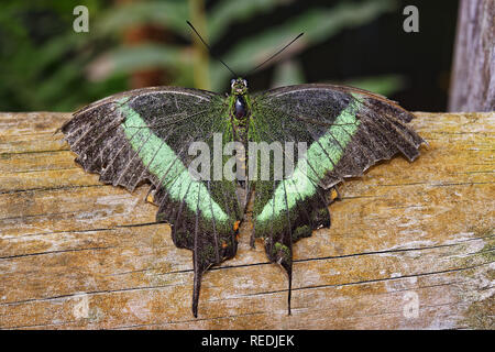 A coda di rondine di smeraldo - Papilio palinurus Foto Stock