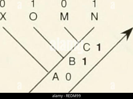 . Il Compleat cladist : un primer di procedure filogenetico. Analisi Cladistic; Zoologia -- classificazione; Filogenesi. Risposte agli esercizi 149 Ottimizzazione ACCTRAN 0 10 1 X 0 m n Passo 1: assegnare stales ancestrale sul passaggio verso il basso.. Passo 2: assegnare membri sul passaggio verso l'alto.. Si prega di notare che queste immagini vengono estratte dalla pagina sottoposta a scansione di immagini che possono essere state migliorate digitalmente per la leggibilità - Colorazione e aspetto di queste illustrazioni potrebbero non perfettamente assomigliano al lavoro originale. Wiley, E. O. Lawrence, Kan. : Museo di Storia Naturale, University of Kansas Foto Stock
