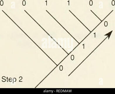 . Il Compleat cladist : un primer di procedure filogenetico. Analisi Cladistic; Zoologia -- classificazione; Filogenesi. . Si prega di notare che queste immagini vengono estratte dalla pagina sottoposta a scansione di immagini che possono essere state migliorate digitalmente per la leggibilità - Colorazione e aspetto di queste illustrazioni potrebbero non perfettamente assomigliano al lavoro originale. Wiley, E. O. Lawrence, Kan. : Museo di Storia Naturale, University of Kansas Foto Stock
