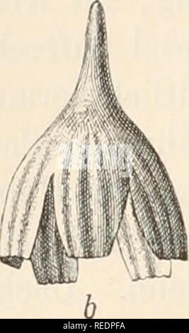 . Il dott. L. Rabenhorst's Kryptogamen-Flora von Deutschland, Oesterreich und der Schweiz. Alle crittogame -- Germania; alle crittogame -- Austria; alle crittogame -- la Svizzera. 720. Si prega di notare che queste immagini vengono estratte dalla pagina sottoposta a scansione di immagini che possono essere state migliorate digitalmente per la leggibilità - Colorazione e aspetto di queste illustrazioni potrebbero non perfettamente assomigliano al lavoro originale. Rabenhorst, Ludwig, 1806-1881; Grunow, A. (Albert), 1826-1914. Leipzig : E. Kummer Foto Stock