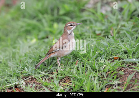 Scrub-robin marrone Foto Stock