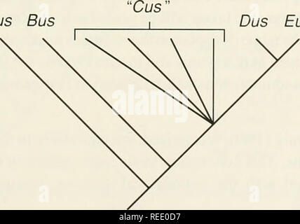 . Il Compleat cladist : un primer di procedure filogenetico. Analisi Cladistic; Zoologia -- classificazione; Filogenesi. Subphylum Vertebrata % delle acque Myxiniodea (sedis mutabilis) % delle acque Petromyzontia (sedis mutabilis) % delle acque Gnathostomata [sedis mutabilis) superclasse superclasse Chondrichthys Teleostomi Fig. 6.13.-Un'altra ipotesi di i rapporti tra i vertebrati, con gnathostomes risolto nei suoi due sottogruppi principali, illustrante la sedis miitahilis convenzione convenzione (4). Convenzione 6.-un gruppo la cui qualità non siano noti possono essere inclusi in una classific filogenetica Foto Stock