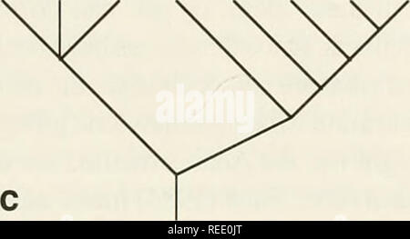 . Il Compleat cladist : un primer di procedure filogenetico. Analisi Cladistic; Zoologia -- classificazione; Filogenesi. ABCDEFGH. Fig. 5.16.-alberi per la costruzione di rigorosa, Adams, e maggioranza consensus trees (esercizio 5.10). Capitolo Note e riferimenti 1. L'uso di CI per caratterizzare la quantità di homoplasy per un particolare albero è controverso e altri indici sono stati suggeriti, compreso il homoplasy eccesso di rapporto (Archie, 1989) e l'indice di ritenzione (Farris 1989b). Vedere anche carte di Farris (1990) e Archie (1990) per vari pareri in merito a tali misure e l'utilizzo del CI. Foto Stock