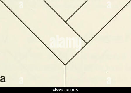 . Il Compleat cladist : un primer di procedure filogenetico. Analisi Cladistic; Zoologia -- classificazione; Filogenesi. I confronti di albero 87 prodotto di partizione 1 Partizione prodotto 2 prodotto di partizione 3 |N1.{N1.|N1 = [N] {OP}.{OP).{0} = [0] {OPl.{OPl,{P| = [P] 5. Tutti i taxa terminale è stato partizionato. Formano la struttura di consenso, a partire dalla radice e di collegamento di ciascun prodotto della partizione associati con ciascun nodo (Fig. 5.11). M Q N O P Fig. 5.11.-finale Adams consenso tree per esempio 5.7. Esercizio 5.7.-utilizzando gli alberi in Fig. 5.12, costruire un consenso Adams tree. B D B. Nota th Foto Stock
