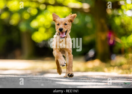 Un Golden Retriever cucciolo che corre verso la telecamera su un percorso nel parco con orecchie sbattimenti. Foto Stock