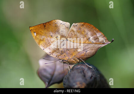 Close-up su kallima butterfly sapere come oakleaf. Per evitare di diventare preda, questa farfalla utilizzare mimica che si combina armoniosamente con il suo ambiente Foto Stock