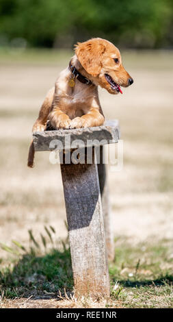 Un Golden Retriever cucciolo giacente su un semplice banco nel parco in una giornata di sole Foto Stock