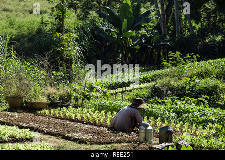 Una donna vietnamita giardini un piccolo appezzamento vegetale in un riparto accanto alla foresta pluviale. Luang Prabang, Louangphabang provincia, Laos, sud-est asiatico Foto Stock