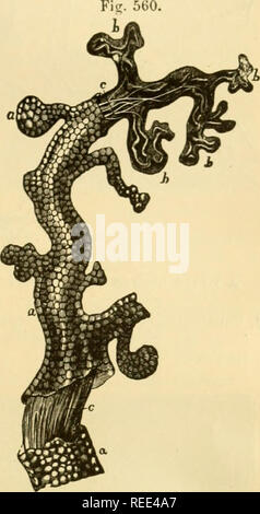 . La anatomia comparata degli animali domestici. Cavalli; anatomia veterinaria. TEE FCETU8. 1025 6. Il cordone ombelicale (Figg. 556, 557). La c&amp;rd è formata dalle navi che nel feto, caiTy il sangue per le buste, e principalmente per la placenta. Essa è suddivisa in due porzioni-un amniotir, la più lunga che è sempre attorcigliato su se stesso come una corda e ricoperto esternamente dall'amnion che viene prolungato sulla sua superficie per essere continuato con la pelle attorno all'ombelico ; l' altro-la porzione aUantoid (Fig. 557, B)- molto più breve e meno ritorto viene avvolto dal sheatli tha Foto Stock