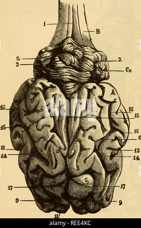. La anatomia comparata degli animali domestici. Cavalli; anatomia veterinaria. 798 L'asse centrale del sistema nervoso. Galeni. Sulla superficie degli emisferi sono grandi vene che immettere i seni della dura madre. La forma i linfatici guaine intorno i piccoli vasi sanguigni. Sviluppo.-vedere " embriologia," per lo sviluppo del cervello. Caratteri del differenziale nel cervello di altri animali. In animali che ci interessa, il cervello presenta differenze per quanto riguarda il volume, come potrebbe essere sur- ^'g- ^^"^^ mised da ciò che è stato affermato nelle nostre osservazioni generali, Foto Stock