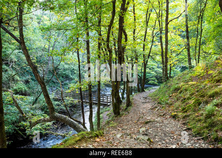 Bosco a piedi il fiume Neath Pontneddfechan Glynneath Vale di Neath Powys Galles Foto Stock