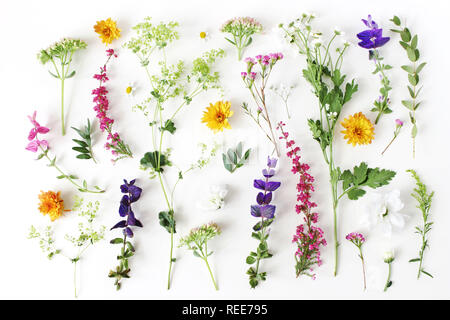 Estate disegno botanico. Composizione floreale di fewerfew, erica, la salvia e il crisantemo fiori e verde alchemilla piante su bianco sullo sfondo di legno Foto Stock