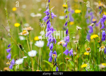 Prato di fiori selvatici fiori selvatici giugno Giardino di fiori selvatici Blu strisciante Bellflower Campanula colorato misto di fiori Mix colorato Meadow Garden Meadow Foto Stock