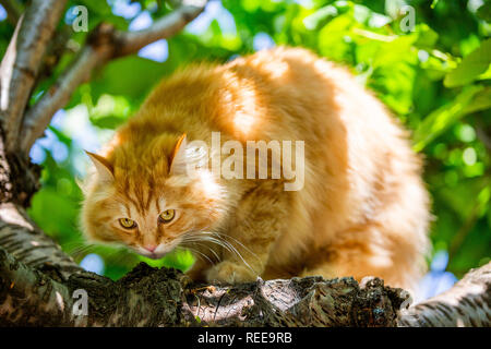 Un gatto di zenzero seduto in una struttura ad albero su un ramo al sole guardando in giù vicino fino Foto Stock