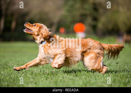 Close up Spaniel cucciolo a caccia di una sfera di gioco nel parco Foto Stock