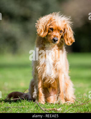 Close up Spaniel cucciolo giocando nel parco Foto Stock