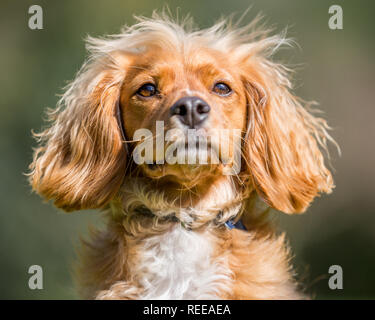 Close up Spaniel cucciolo a caccia di una sfera nel parco Foto Stock
