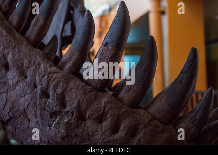 Un primo piano dei denti del Tyrannosaurus rex Foto Stock