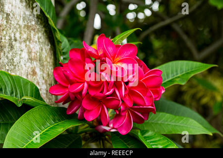 Bella plumeria vibranti fiori sulla Big Island delle Hawaii Foto Stock