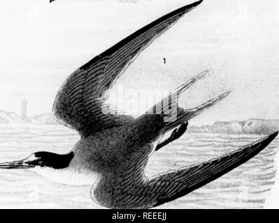 . Relazione sugli uccelli della Pennsylvania : con speciale riferimento alle abitudini alimentari, sulla base di oltre quattro mila esami dello stomaco. Gli uccelli. I. -**"^V^;^?-" &lt;/• ho almeno Tern. 1. Adulto; 2. Giovani, caduta.. Si prega di notare che queste immagini vengono estratte dalla pagina sottoposta a scansione di immagini che possono essere state migliorate digitalmente per la leggibilità - Colorazione e aspetto di queste illustrazioni potrebbero non perfettamente assomigliano al lavoro originale. Warren, Benjamin Harry, 1858-. Harrisburg : E. K. Meyers, Stato stampante Foto Stock