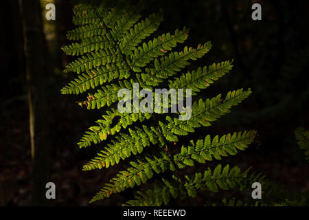 Soleggiato Verde Felce con uno sfondo scuro. Foto Stock