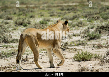 Forte e potente leonessa selvatico sul prowl in Africa. Foto Stock