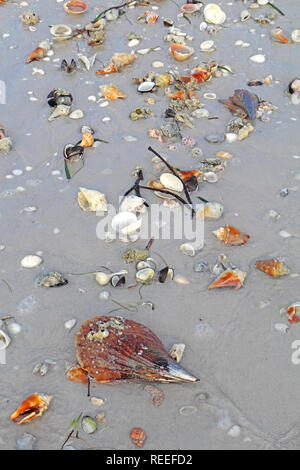 Conchiglie sulla spiaggia con la bassa marea compresi i combattimenti conch e fulmini buccino a Sanibel Island, Florida