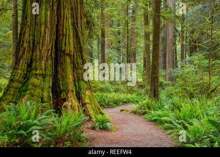 Sentiero attraverso gli alberi di sequoia in Simpson-Reed Grove, Jedediah Smith State Park, California. Foto Stock