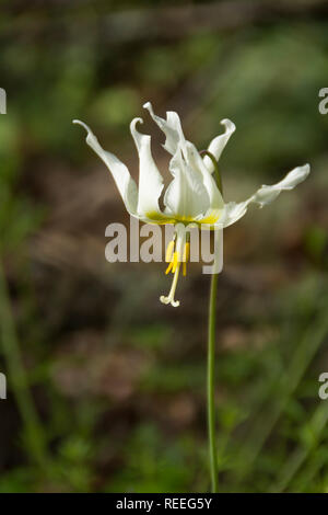 Oregon Fawn Lily, Erythronium oregonum. Foto Stock