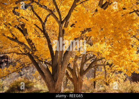 Freemont pioppi neri americani alberi in autunno a colori nella storica Fruita Distric di Capitol Reef National Park nello Utah. Foto Stock