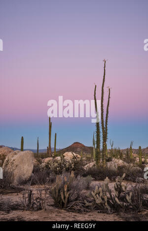 Alberi Boojum (Cirio), Cholla e cardon cactus; Valle de los Cirios, Catavina Desert, Baja California, Messico. Foto Stock