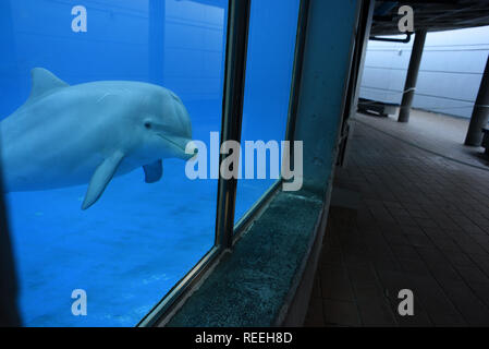 Una femmina di delfino di bambino "Coral" è visto in un acquario presso lo zoo di Madrid. Lei è nato lo scorso gennaio 2018 del peso di circa 10 kg e misura circa 1 metri. Secondo i custodi dei delfini, ella è in ottimo stato di salute. Foto Stock