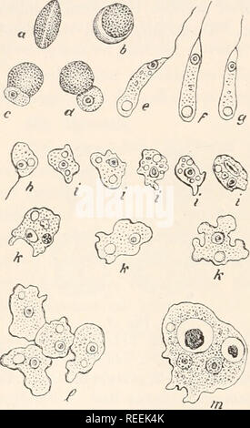 . Il dott. L. Rabenhorst's Kryptogamen-Flora von Deutschland, Oesterreich und der Schweiz. Alle crittogame -- Germania; alle crittogame -- Austria; alle crittogame -- la Svizzera. 14 auch zwischen jener und der behaupteten Notwendigkeit der Anwesenheit von Spaltpilzen für die Sporenkeimung. Mit der Ausnahme zu den Exosporeen gehörenden Gattung Ceratiomyxa haben alle Schleimpilze einkernige Sporen, Ab und zu kommt es vor, dass man wahrnimmt Sporen, die mehrere Kerne einschließen, doch Handelt es sich dann stets um abnorm gebildete, gewöhnlich schon durch ihre deformazione und durch Fig. 8. Il didimio difforme (Pers.) D Foto Stock