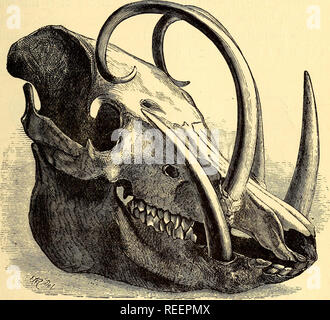 . Zoologia comparativa, strutturali e sistematiche : per l'uso nelle scuole e nei college. Zoologia, Anatomia, comparativo; fisiologia, comparativo. Come gli animali mangiano. 69 rel ha due in ciascuna ganascia, ma notevolmente sviluppati; il bue ha nessuno nella mascella superiore e l'Elefante nessuno in basso; mentre il bradipo ha nessuno a tutti.26 i canini, così chiamato perché così prominente nel cane, è conica e, tranne nell'uomo, più di altri denti. Essi sono progettati per il sequestro e la lacerazione; ed essi sono i più formidabili armi di carnivori selvatici. Vi. Fig. 34.-Cranio di Babirusa, o Porco: la malese, sho Foto Stock