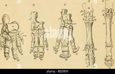 . Zoologia comparativa, strutturali e sistematiche. Per l'uso nelle scuole e nei college. Zoologia. 162 zoologia comparativa. L'ordine in cui le gambe o£ quadrupedi succedono determina le varie modalità di progressione, chiamato a piedi, trotto, galoppo e LEAP. Molti, come il cavallo, hanno tutti questi movimenti; mentre alcuni solo LEAP, come la rana e canguri. In salta in animali, arti posteriori sono straordinariamente sviluppato. In molti mam- Malles, come lo scoiattolo, gatto e cane, le gambe anteriori sono utilizzati per prehension nonché la locomozione, e ad avere un collare-osso. Le scimmie a utilizzare tutti e quattro, e anche il Foto Stock