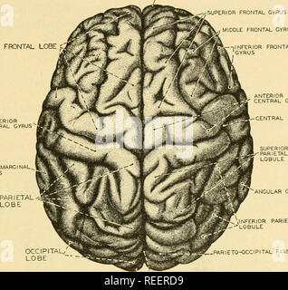 . Anatomia comparata. Anatomia di confronto. Il sistema nervoso 503 Striate corpo è direttamente collegato con l'organo olfattivo. Un ampio tratto di fibra, il peduncolo ventrale, collega il corpo striato con il talamo. ,FROt^AL POLO SUPERIORE GYRUS FRONTALE CENTRALE GYRUS frontale lobo frontale - solco centrale. GYRUS angolare C-parieto-occipitale occipitale di fessura POut' L0NGITUD1NAL FESSURA Fig. 418.-Il cervello umano in aspetto dorsale. (Ridisegnata dopo Sobotta.) In rettili, il corpo striato diventa così fortemente ingrandita come quasi obliterare il ventricolo dell'emisfero. Entrambi paleostriatum e frontale inferiore Foto Stock