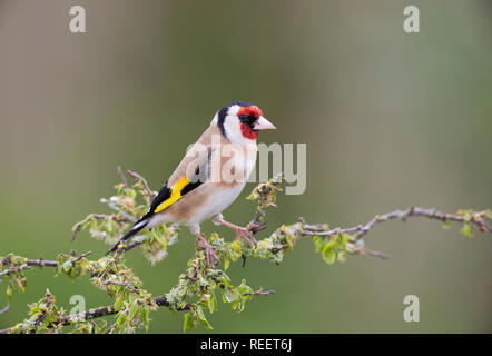 Cardellino, Carduelis carduelis, su un ramo in primavera Foto Stock