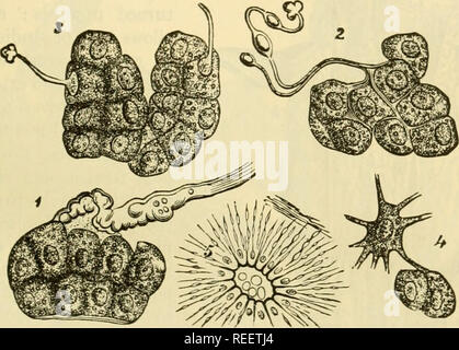 . La anatomia comparata degli animali domestici. Cavalli; anatomia veterinaria. Raccordo a T di ghiandole salivari. 435 dorder è più spessa rispetto alla precedente ed è separata dal processo trasversale della atlas dal terminale aponeurosis del levator humeri, per il quale è solo debolmente aderente : essa può anche essere facilmente separato da esso, al fine di sollevare il parotidei e passano attraverso la stylo-hyoideus muscolo, nel funzionamento di hyo-vertebrotomy. L'estremità superiore è biforcata e abbraccia la base di La Concha dell'orecchio. Il inffrior extremiti/ è compreso nell'angolo formato dall'unio Foto Stock