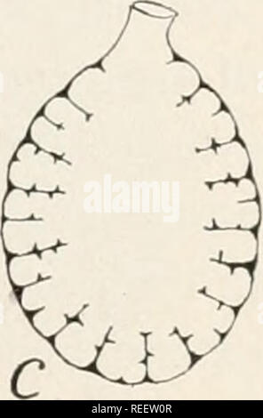 . Anatomia comparata dei vertebrati. Anatomia, comparativo; vertebrati -- anatomia. Il sistema respiratorio. 257 gli alveoli di infundibulum e condotto sono rivestiti con epitelio squamoso e nelle pareti è una vasta rete di sangue capillare- navi. Le cellule di rivestimento dei bronchioli sono cubica e quelli dei bronchi ciliate colonnari. Non vi sono elementi scheletrici in bron- chioles, ma i bronchi hanno piccole di cartilagini nelle pareti, questi ex- hibiting una tendenza nei tubi più grandi di ravvicinare gli anelli o semi-anelli della trachea. Nella loro crescita indietro nel ccelomic regi Foto Stock