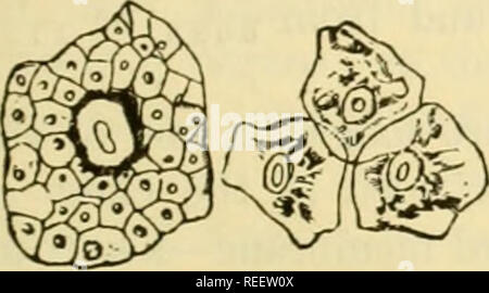 . La anatomia comparata degli animali domestici. Cavalli; anatomia veterinaria. Considerazioni di carattere generale sull'apparato digerente. 393 a. La parte più interna è chiamata la membrana mucosa, perché di tlie mucns con cui la sua superficie libera è sempre coperto. Si continua con la pelle in corrispondenza delle aperture naturali ; e dalla sua somiglianza di organizzazione, è stato chiamato l'interno o ri-enteriny pelle, o interno teyumentary membrana. Va osservato tuttavia che il confronto della mucosa con la pelle è valido solo in corrispondenza delle due estremità dell'apparecchio-anteriormente, dal mo Foto Stock