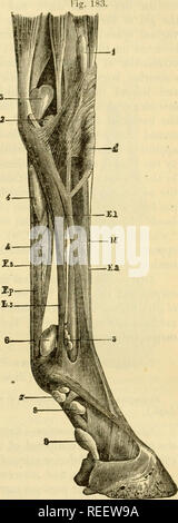 . La anatomia comparata degli animali domestici. Cavalli; anatomia veterinaria. I muscoli degli arti ANTEBIOB. 329 Successivamente esso è piegato in avanti sopra la scanalatura sesamoidi e termina con due rami verso il centro della regione digitale. Aftiirhmmts.-Esso trae la sua origine, in comune con il perforans, al vertice della epitroehlea, e viene inserita da biforcazioni del suo tendine, nelle estremità della puleggia formata dietro l'estremità superiore della seconda falange. Rekitiofis. - La porzione muscolare, coperti dall'esterno e la oblicpie flessori del metacarpu Foto Stock