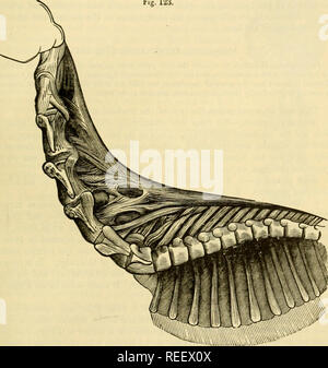 . La anatomia comparata degli animali domestici. Cavalli; anatomia veterinaria. Le articolazioni della colonna vertebrale. 185 sesta e settima vertebre. Il bordo superiore di questo apparecchio ausiliario ligamentoua produzione, è nascosto tra i due laujiaa del legamento principale." ' B. cammello.-In questo animale, il comune supra-legamento spinoua è interamente composta da giallo tessuto elasLic; è therelbre impossibile distinguis.., |)hysically, un dorao-lombare e cervicale j)orliou. È notevole per la sua tliickness e widtli; e le sue dimensioni aumentano da dietro a davanti, specie fr:)m t Foto Stock