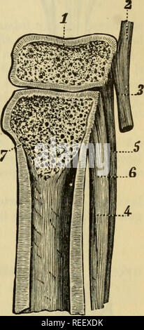 . La anatomia comparata degli animali domestici. Anatomia Veterinaria. Articolazioni degli arti anteriori. 207. con due piccoli muscoli interosseous, il laterale delle ossa metacarpali e i vasi digitali e nervi. Membrana sinoviale.-Tliis membrana è prolungata in un cul-de-sac tra i rami terminali delle precedenti legamento. È la distensione di questo sac che fa sì che i gonfiori articolari volgarmente designato " windgalls". Fig. 133. Movimenti.-Il metacarpo-falangea articolazione permette l'estensione e flessione della cifra e qualche lieve movimento laterale quando il Foto Stock