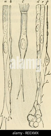 . La anatomia comparata degli animali domestici. Anatomia Veterinaria. Le cavità nasali. 445 e viene lasciato intendere, dal meato medio, nelle cellule del inferiore o vano anteriore di queste osteo-cartilagiuous colonne. Esso penetra anche, dall'apertura semicircolare del meato, in seno, per dare ad esso il suo rivestimento mucoso, ed è parimenti prolungata nella apparecchiatura di Jacobson. Dietro di esso viene confuso con la membrana di rivestimento della cavità faringea. La sua profonda viso è separato dal periostio o perichondrium, da nel tessuto osseo o cartilagineo pareti su cui è diffuso Foto Stock