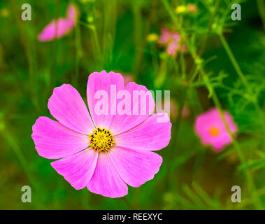 Vista naturale del cosmo rosa fioriture dei fiori in un giardino botanico Foto Stock