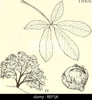 . Comune e commestibili di piante utili dell'Occidente. Piante commestibili, -- West (brevetto statunitense n. S. ); botanica, economico; Botanica -- West (brevetto statunitense n. S. ). 14 ALBERI. proprietà., utile anche nelle malattie del sistema nervoso, coliche intestinali, e come un insetticida (detto per allontanare le Pulci e pidocchi). Le arti di piccole dimensioni sono utilizzate oggi sul pollo posatoi come un pidocchio preventitive. Le foglie sono di buon sapore addi- tives a stufati, arrosti, ecc. Appeso con aglio a secco, essi impediscono lo stampaggio. Str. Rm. Oak California Str. Rm. Oak California T-12. BUCKEYE, CALIFORNIA Aesculus cali- fornica; Buckeye fam. 12'-25'alto albero con 5 a forma di dito, luce verde foglia Foto Stock