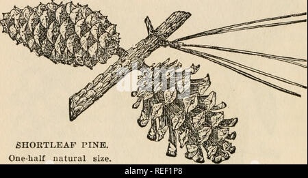 . Comune di alberi della foresta del North Carolina : come li conoscono; una tasca manuale. Alberi -- North Carolina; gli alberi. Pino SHORTLEAF (rosmarino pino) {Pinus echinata Mill.) il pino shortleaf, noto anche come rosmarino piue, Yellow Pine e vecchio campo di pino, è ampiamente distribuito in tutto il sud. È il char- acteristic pine oltre la montagna e la inferiore- moun tain piste, dove accade miscelati con legni pregiati e in puro secondo il tasso di crescita è. Il giovane albero all'aperto ha un dritto e un po' stout stelo. fiHORTLEAF Pino. Una metà dimensione naturale, con leggermente ascendente rami. Nella maturità il tr Foto Stock